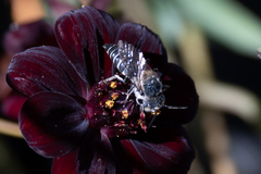 Coelioxys octodentatus