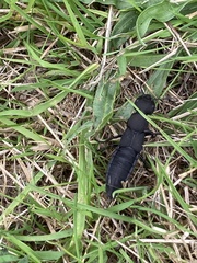 Ocypus olens
