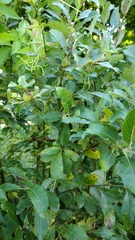 Salix bebbiana