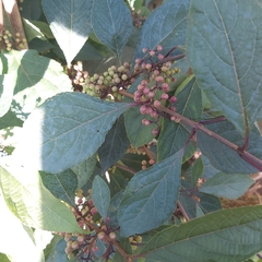 Callicarpa