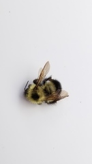 Bombus vagans
