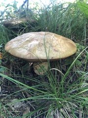Boletaceae