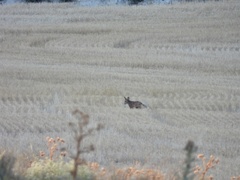 Vulpes vulpes silacea