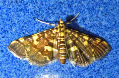 Anageshna primordialis