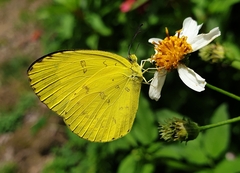 Eurema