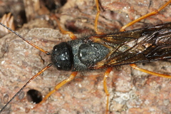 Sirex juvencus