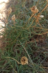 Brassicaceae