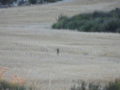 Vulpes vulpes silacea