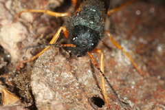 Sirex juvencus