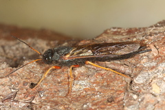 Sirex juvencus