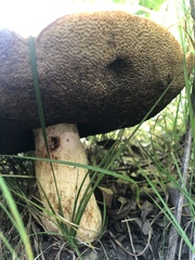 Boletaceae