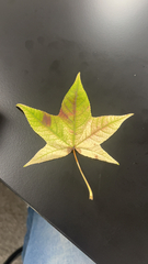 Liquidambar
