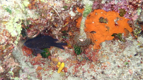 Mediterranean Fanworm