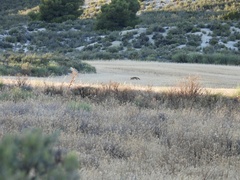 Vulpes vulpes silacea