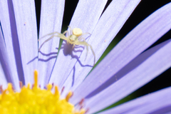 Misumena vatia
