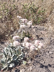 Eriogonum latifolium