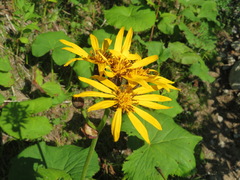 Ligularia dentata
