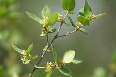 Forestiera reticulata