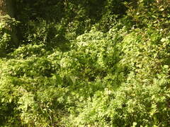 Symphytum officinale