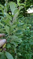 Salix bebbiana