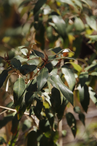 Croton gratissimus image