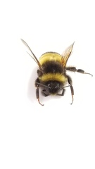Bombus terricola