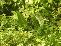 Symphytum officinale