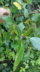 Salix bebbiana