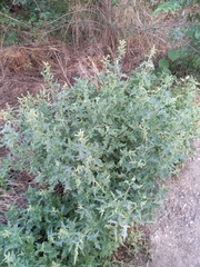 Atriplex tatarica