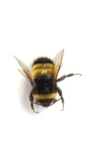 Bombus terricola