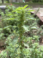 Amaranthus polygonoides