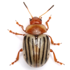 Zygogramma exclamationis