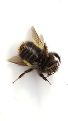 Bombus terricola