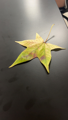 Liquidambar