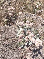 Eriogonum latifolium