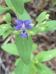 Trichostema dichotomum
