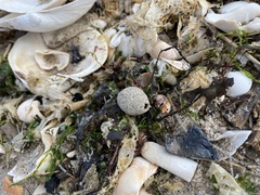 Hypocharassus pruinosus