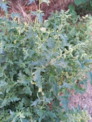 Atriplex tatarica