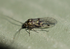 Psocidae