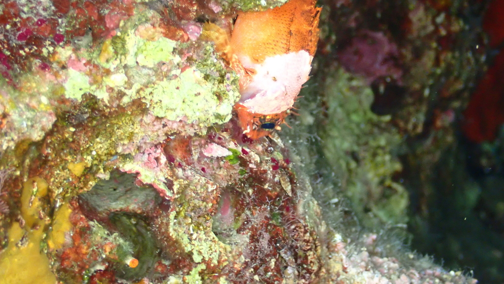 Messina Rockfish