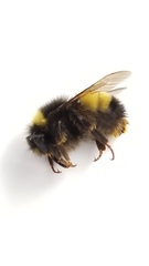 Bombus terricola