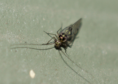 Psocidae