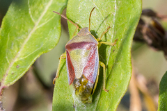 Piezodorus lituratus