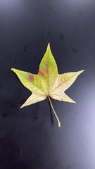 Liquidambar