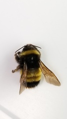 Bombus terricola