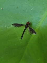 Ocyptamus fuscipennis
