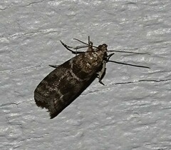 Sciota subcaesiella