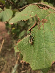 Vespula vulgaris