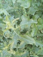 Atriplex tatarica