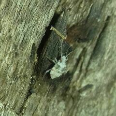 Heteroptera